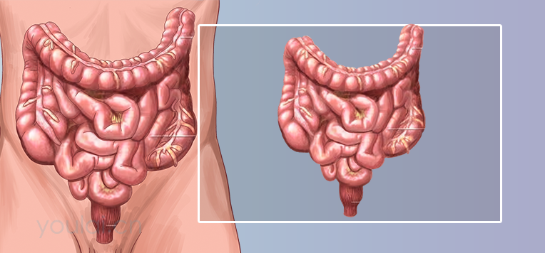 直肠的位置、结构及功能