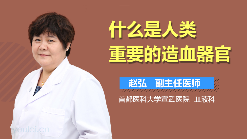 什么是人类重要的造血器官