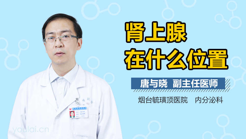 肾上腺在什么位置