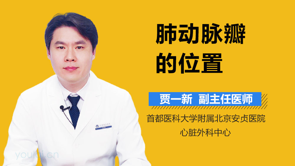 肺动脉瓣的位置