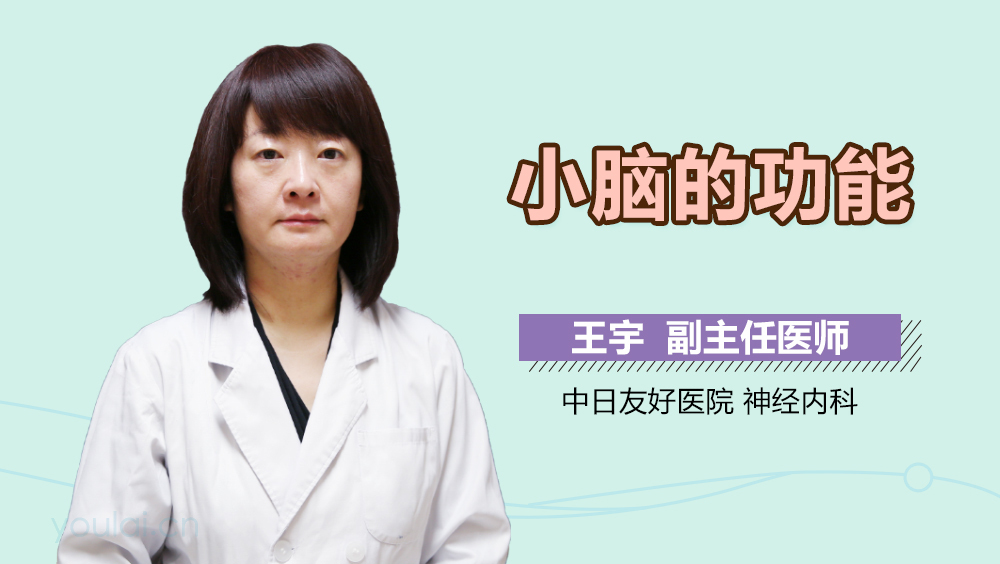 小脑的功能