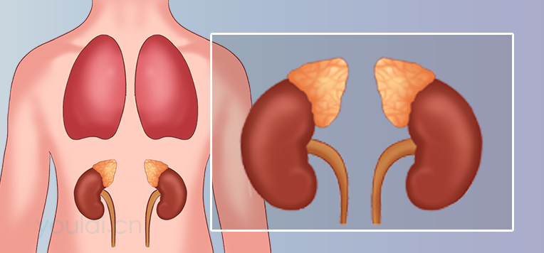 肾上腺的位置、结构及功能