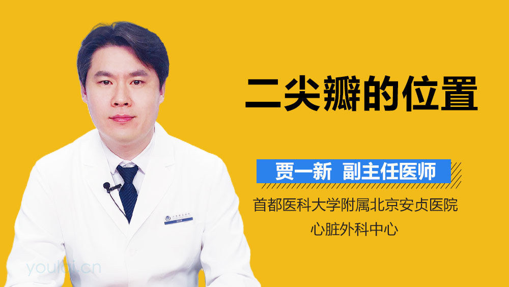 二尖瓣的位置
