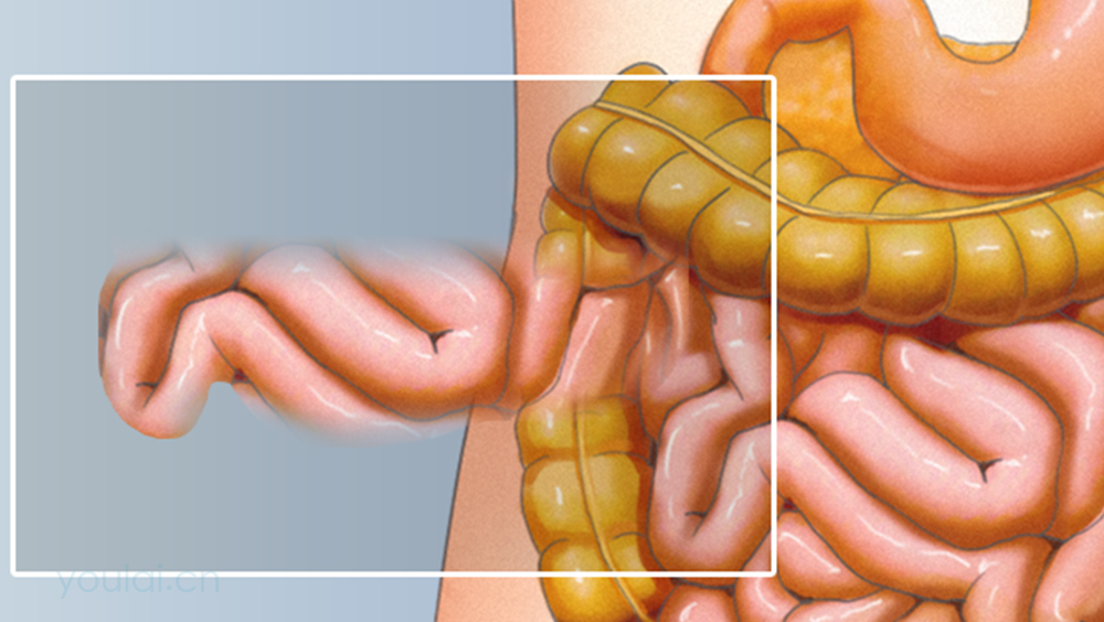 空肠的位置、结构及功能